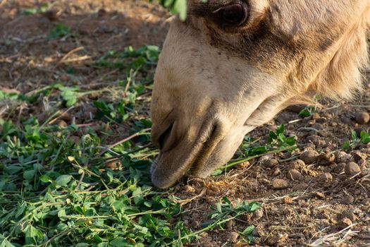 Close-up of a desert dromedary camel eating close up showing in Middle East in the United Arab Emirates with a look at the hairy detail. Dromedary camel (Camelus dromedarius