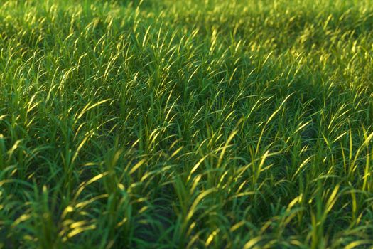 Green grass and bright field,natural scenery,3d rendering. Computer digital drawing.