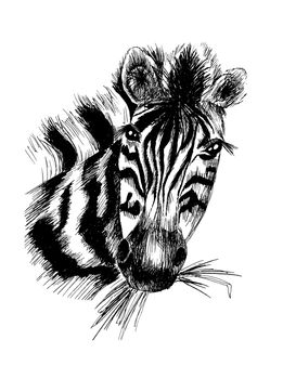 Vector zebra head and safari animal. Vector