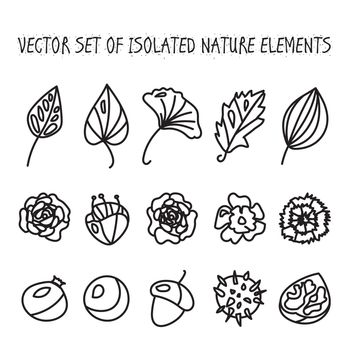 Vintage flowers, fruits and leaves icons collection. Vector