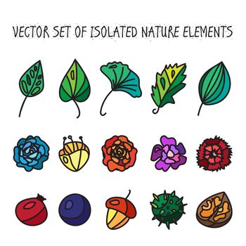 Vintage flowers, fruits and leaves icons collection. Vector