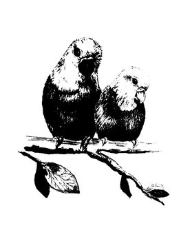 Illustration of two birds, parrots family. Vector