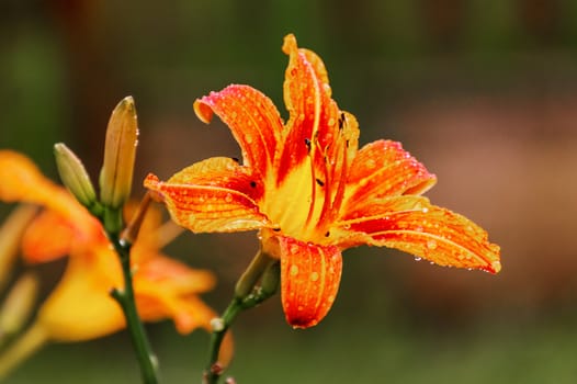 yellow red lily in the garden with blurred background