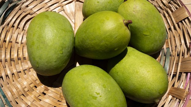 close up view of green or raw mangoes gathering in bamboo bucket which are filling out on the trees, where they can be left to ripen, but are also perfect to eat right now