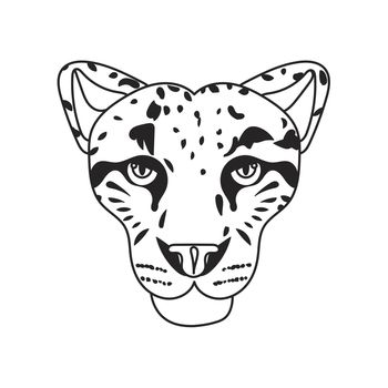 Wild cat face, snow bars head. Vector