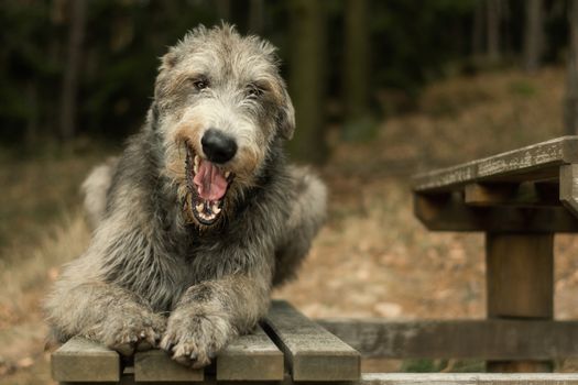 Irish Wolfhound, big gray yawning dog lying on a bench in the woods