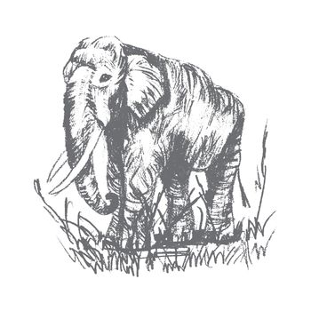 Vector engraving elephant, elephant scetch