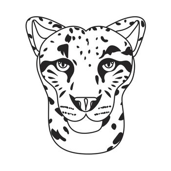 Wild cat face, snow bars head. Vector