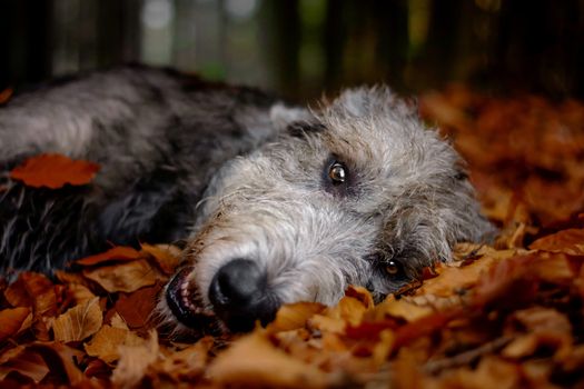 Irish Wolfhound. A big gray dog ​​lying in a falling foliage.