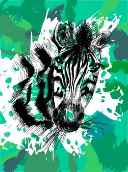 Vector zebra head and safari animal. Vector
