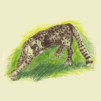 Wild cat, irbis, leopard, snow bars scetches in vector