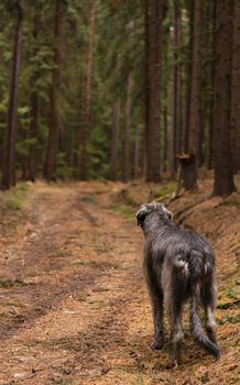 Irish Wolfhound. Giant gray dog ​​on a forest path.