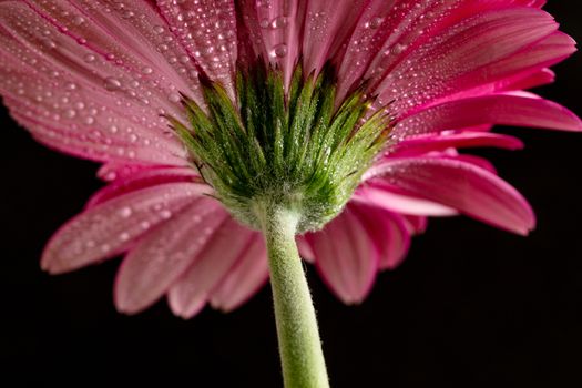 Pink gerbera with water drops. Detail, bottom view. Black background.