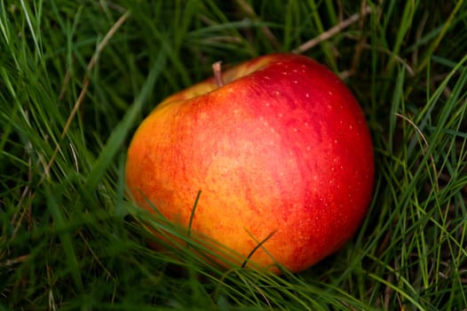 Red orange apple lying in tall grass.