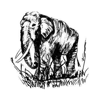 Vector engraving elephant, elephant scetch
