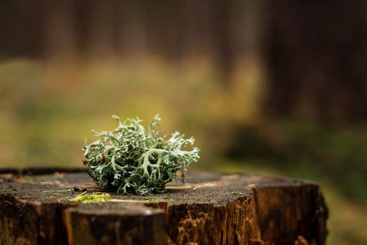 A  lichen on a stump in a forest with a blurred background.