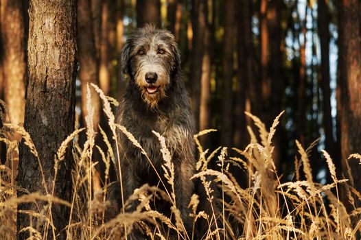 Irish Wolfhound. A big gray dog ​​sitting on the edge of a forest with high grass in front of him.