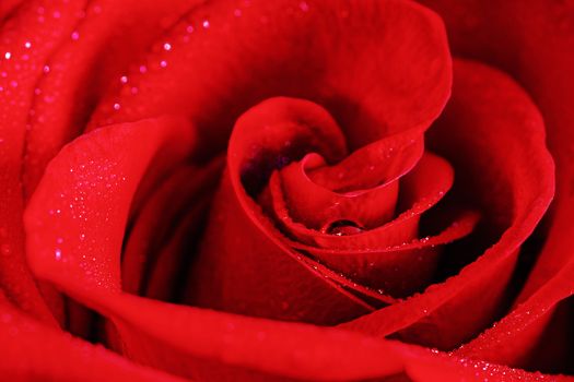 Heart of red rose with dew drops. Close-up.