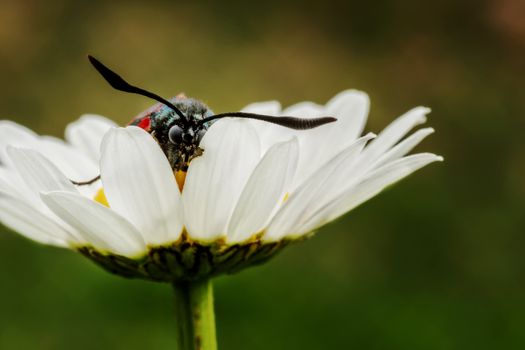 Butterfly is hiding in daisy. Macro shot with blurred background.