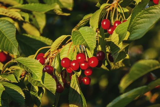 Ripe cherries in a frame of green leaves.