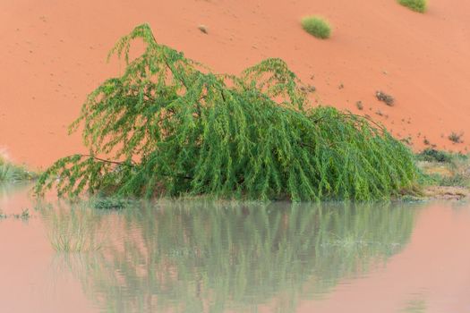 Close up of a Green pea tree in the United Arab Emirates flooded in the storm rain water with reflection contrasted with orange sand in background.