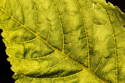 Texture. Macro shot of green leaf on black background.