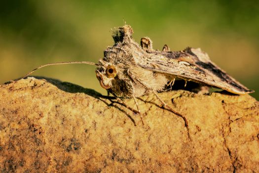 Macro shot of a night butterfly on a stone with a blurred green background.