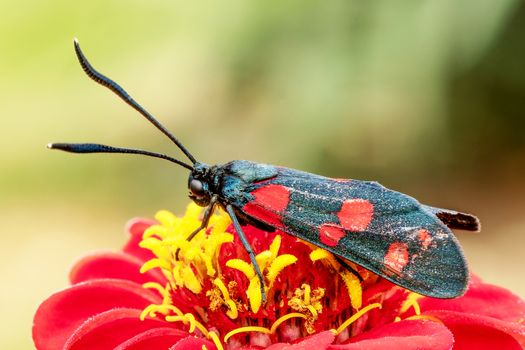 Butterfly with red dots on a red flower. Macro shot with blurred background.