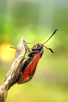 Red butterfly on top of wood. Macro shot with green blurred background.