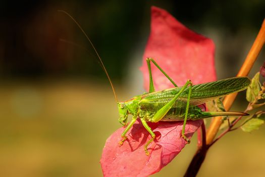 Grasshopper on a red leaf with a blurred background. Macro shot.