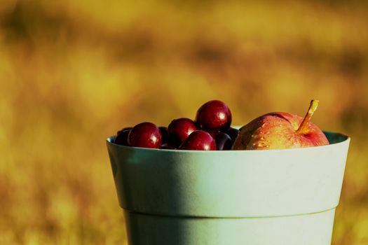 Harvest. Apple and cherries in blue bucket with blurred golden background.