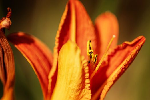 Red yellow lily in the garden. Close-up. Blurred background.