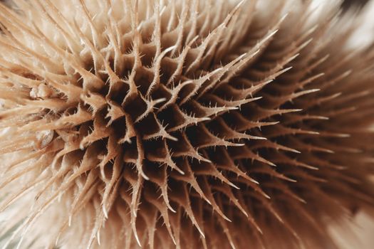 abstract image, macro shot of brown thistle