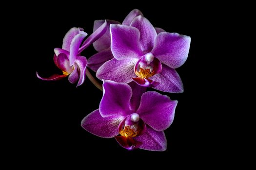 blooms of purple orchid on black background