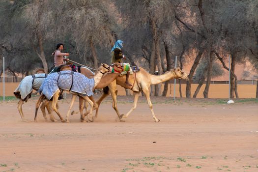 "Ras al Khaimah, Ras al Khaimah/United Arab Emirates - 2/16/2019:  A group of camels herded along the sandy road to the camel race track."