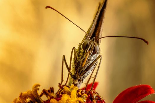 Butterfly on red flower with golden blurred background. Front macro shot of head.