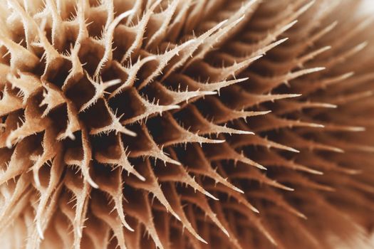 abstract image, macro shot of brown thistle