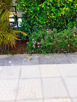 selective focus on pink flowers in a garden hedge