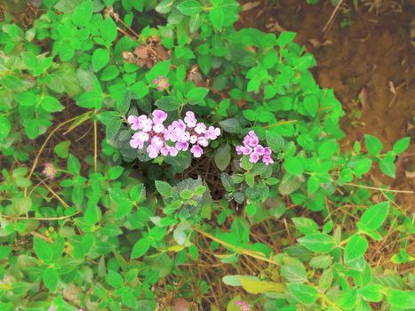 shallow depth of the field on pink flowers in various green leaves