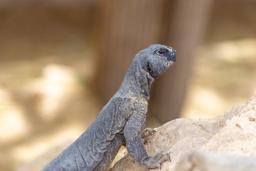 A close up of the head of a green Leiptien's Spiny Tailed Lizard resting on a rock looking around for its next move (Uromastyx aegyptia leptieni).