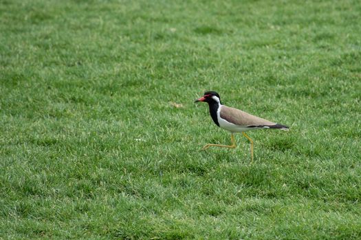 Red-Wattled Lapwing standing with its beak open on the green grass in the United Arab Emirates (Vanellus indicus).