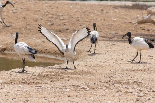 A Sacred Ibis landing showing off  its beautiful white and red wings against a sandy background near a pond (Threskiornis aethiopicus).