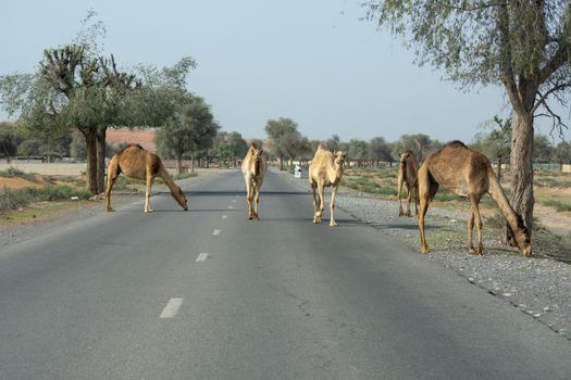 Camel Crossing: Beware of loose camels near the camel race track as they walk everywhere by near cars and down the side of the road.