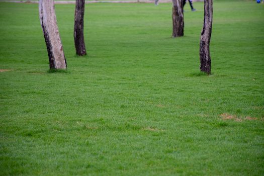 Green grass in a park with symmetrical trees in the background.