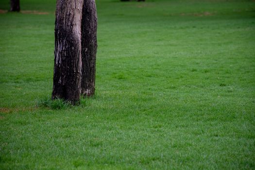 Green grass in a park with trees in the background.