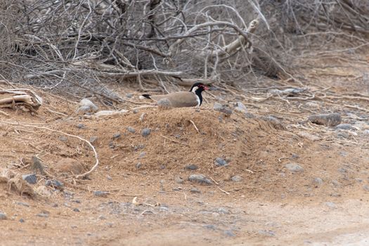 Red Wattled Lapwing sits on her (Vanellus indicus) nest of four eggs in the United Arab Emirates.