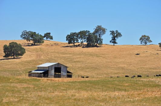 Barn with black angus cattle grazing on hot summer day
