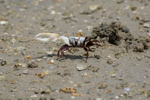 Fiddler Crab (Uca) showing off its claw walking across the sand at the beach in the United Arab Emirates.