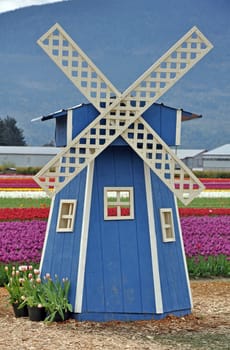 Decorative blue mini windmill in tulips garden