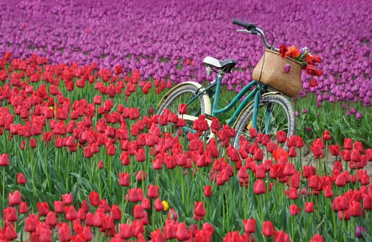 Old bicycle in colorful tulips field